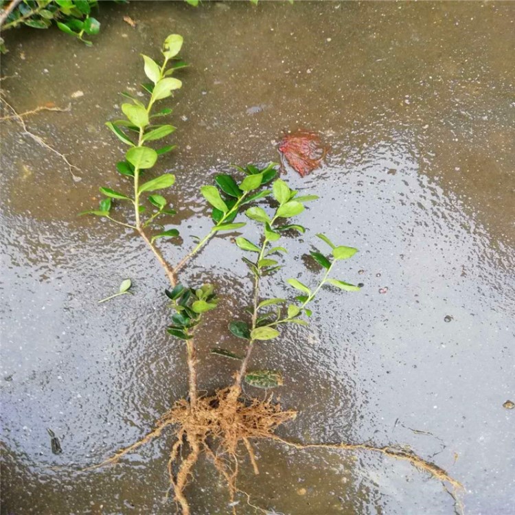 湖南無(wú)刺枸骨樹(shù)苗 無(wú)刺枸骨小苗高度30cm-50cm 造型無(wú)刺枸骨