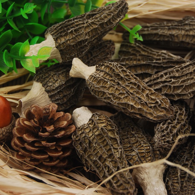 四川阿坝茂县野生羊肚菌羊肚菌干货干货特产特产农产品山珍食品