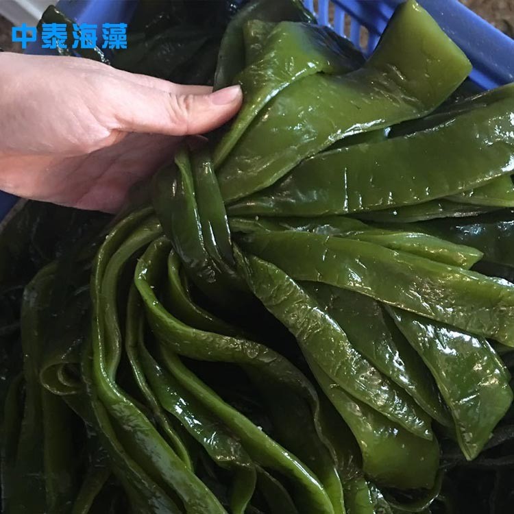 厂家直销 盐渍裙带梗一级梗海白菜裙带菜海带