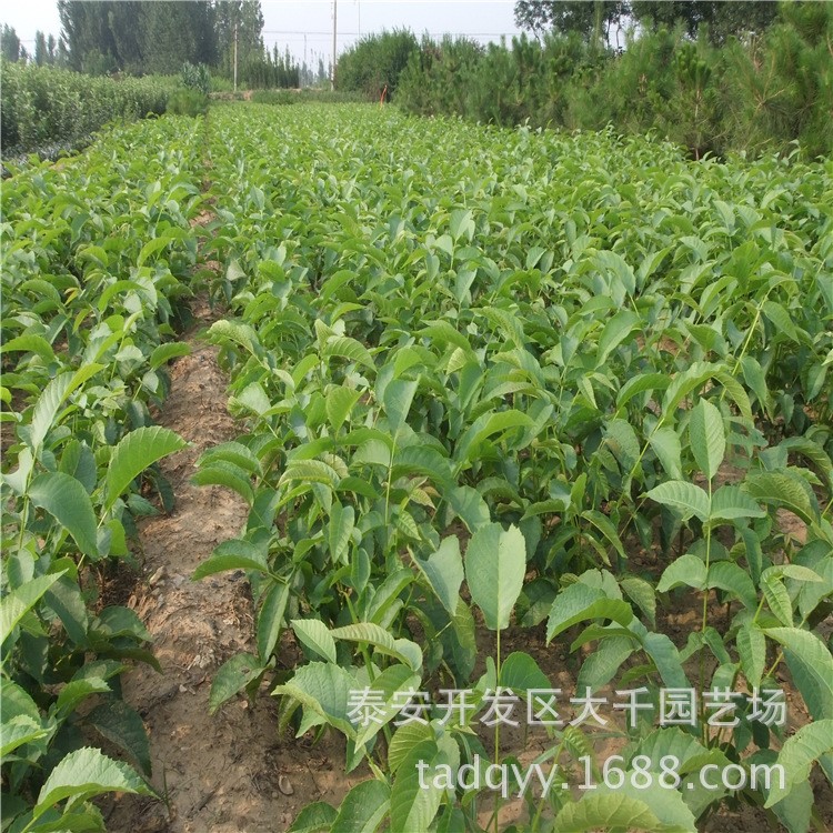 適合大西北地區(qū)種植的薄皮核桃樹品種 抗凍抗倒春寒的核桃樹