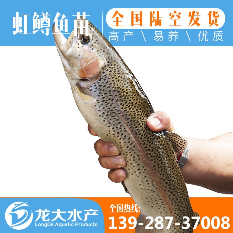 苗場(chǎng)直供虹鱒魚(yú)苗淡水魚(yú)苗批發(fā)