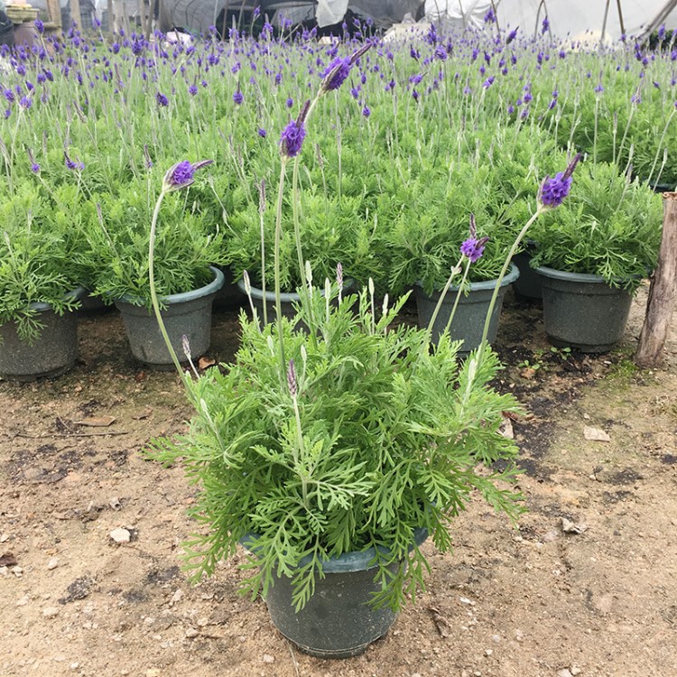 薰衣草盆栽室內(nèi)外植物四季常青陽臺(tái)庭院綠化花卉基地直銷室內(nèi)綠植