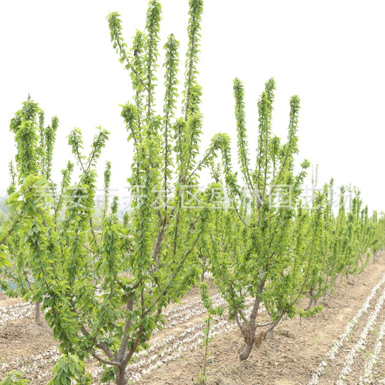 基地出售櫻桃樹 吉塞拉櫻桃 美早櫻桃 紅燈大櫻桃 矮化大櫻桃樹￥