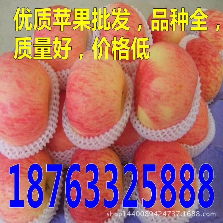 嘎拉蘋果批發價格_新嘎拉蘋果批發價格/批發基地產地報價