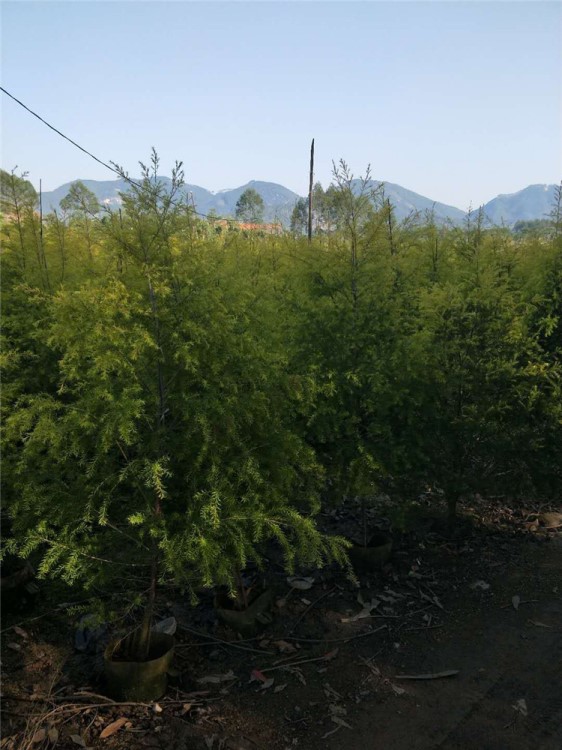 基地直銷大量優惠3米黃金樹福州綠化苗木黃金寶樹造型價格