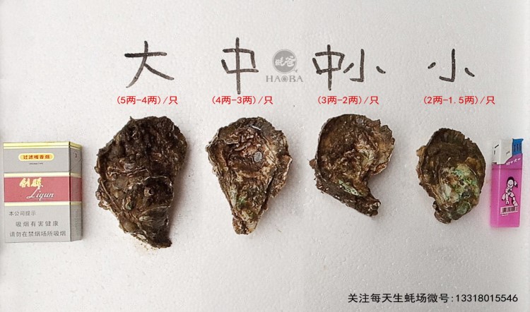 厂家直销湛江生蚝  生蚝批发 净化生蚝批发  大蚝 中蚝 小蚝批发