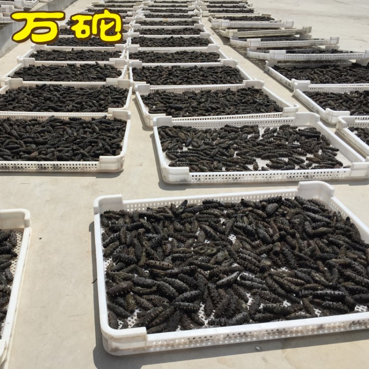 大連海參 工廠直銷  淡干海參500g 遼刺參 干海參 一件代發(fā)