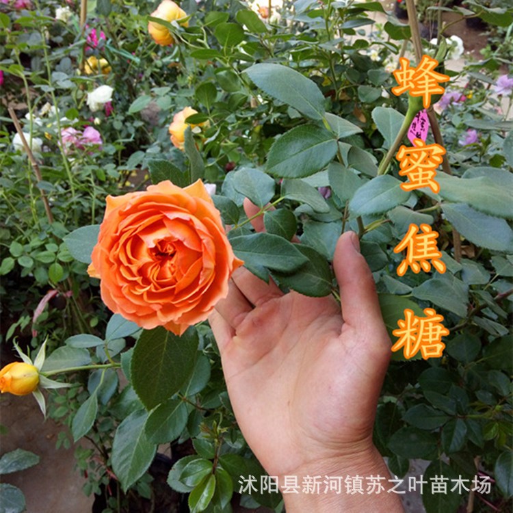 蜂蜜焦糖批發(fā)月季花苗歐月豐花扦插地栽盆栽花卉藤本植物月季花苗