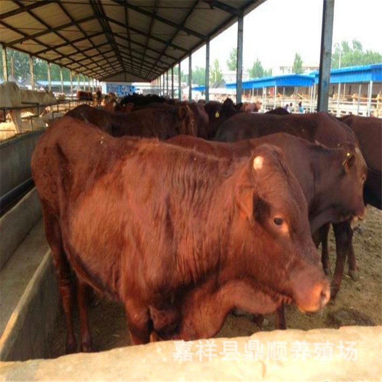 厦门市养牛场 海福特种牛 肉牛犊子 肉牛犊养殖场 黄牛 鲁西黄牛