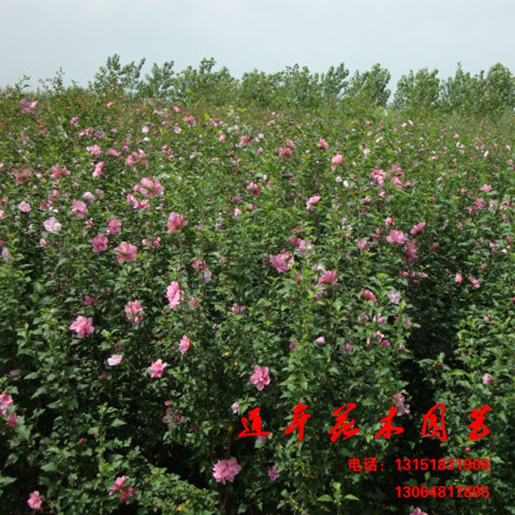 量大優(yōu)惠 批發(fā)木槿樹苗 供應(yīng)各種工程綠化小苗 苗木基地直銷