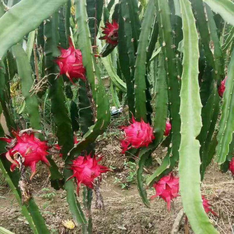 火龙果基地出售盆栽火龙果苗 地栽火龙果苗 大棚种植培育火龙果苗