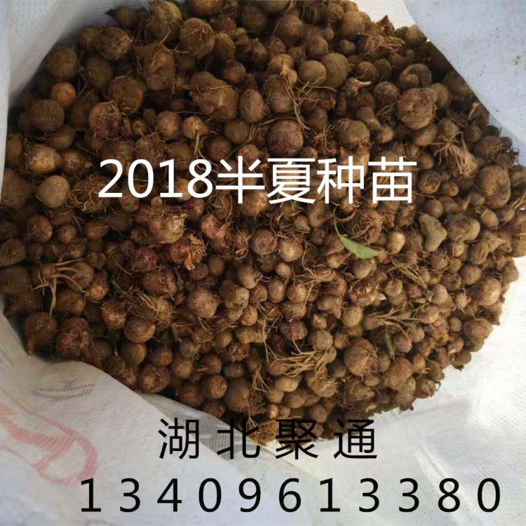 廠家直銷 歡迎咨詢 半夏種苗  半夏種子