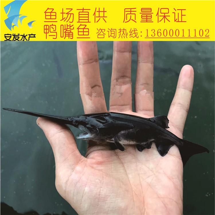 源頭魚場直銷 淡水 鴨嘴魚 魚苗 鴨嘴鱘 規(guī)格現(xiàn)貨6-10cm