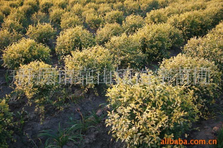 供應(yīng)金葉榆 金葉榆球報(bào)價(jià) 金葉榆球價(jià)格 遼寧金葉榆球 金葉榆球