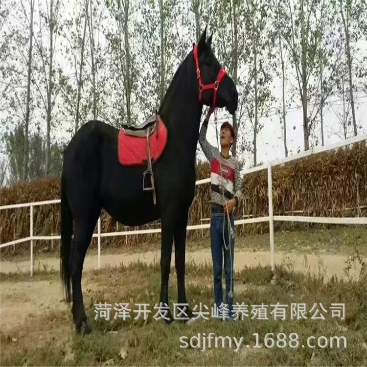 半歲馬駒活馬超劃算 小矮馬活馬 小馬駒活馬 活馬蒙古馬量大從優(yōu)