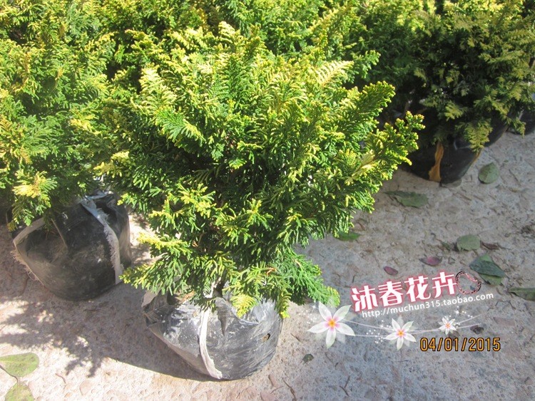 沐春花卉批發(fā)綠化苗庭院植物黃金花柏鳳尾柏盆栽日本花柏名貴花木