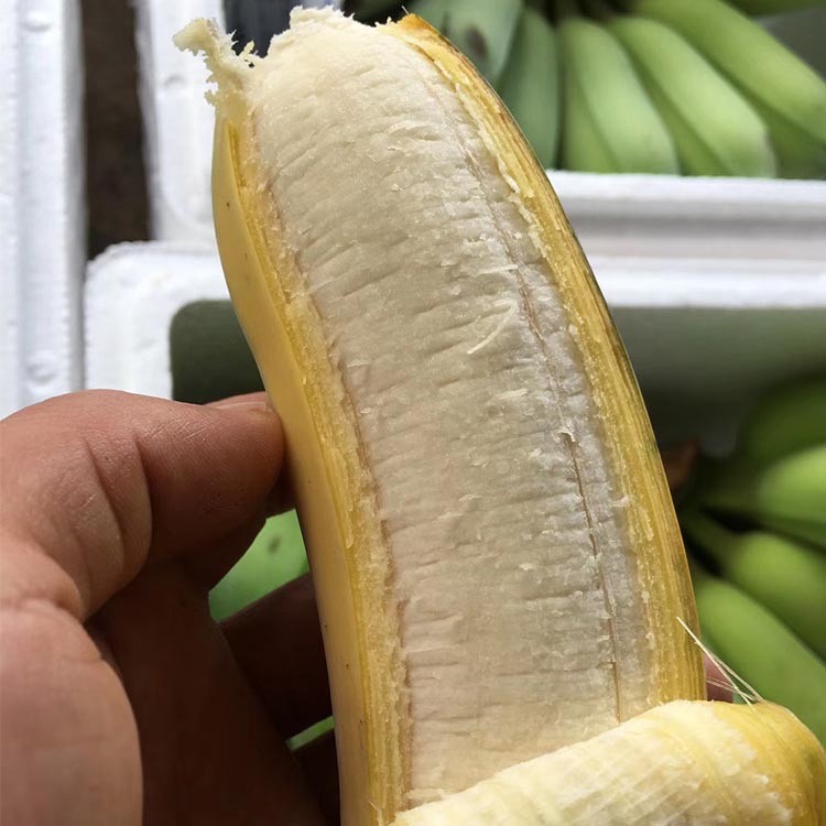 云南特產水果香蕉西雙版納新鮮粉蕉糯米蕉 產地直銷批發10斤裝