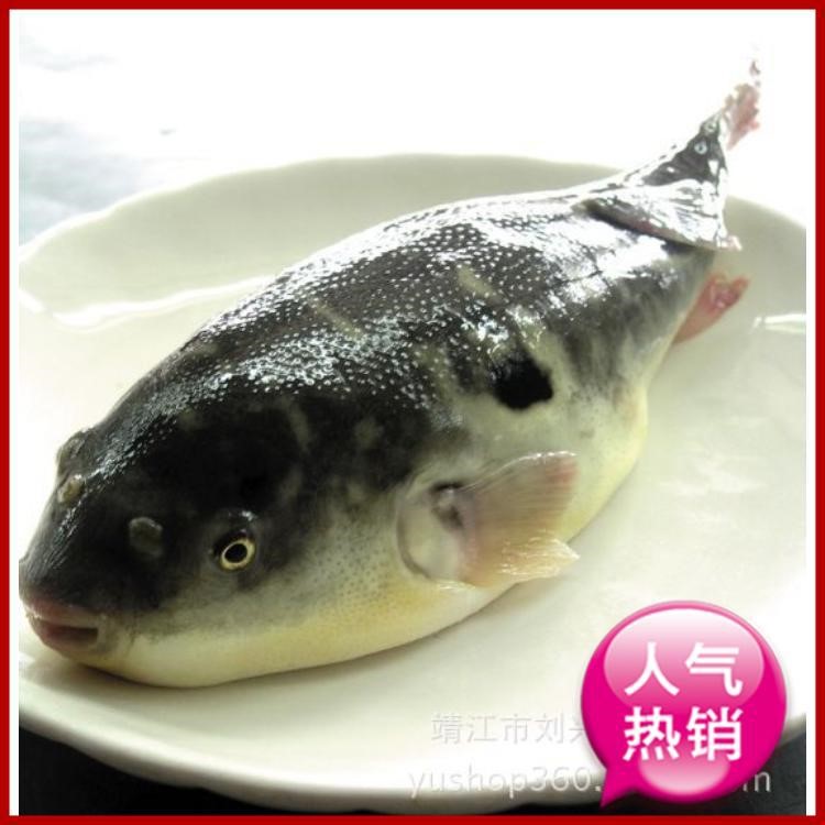 劉興水產(chǎn)營(yíng)養(yǎng)美味冷凍保鮮河豚優(yōu)惠大 江蘇大降價(jià)