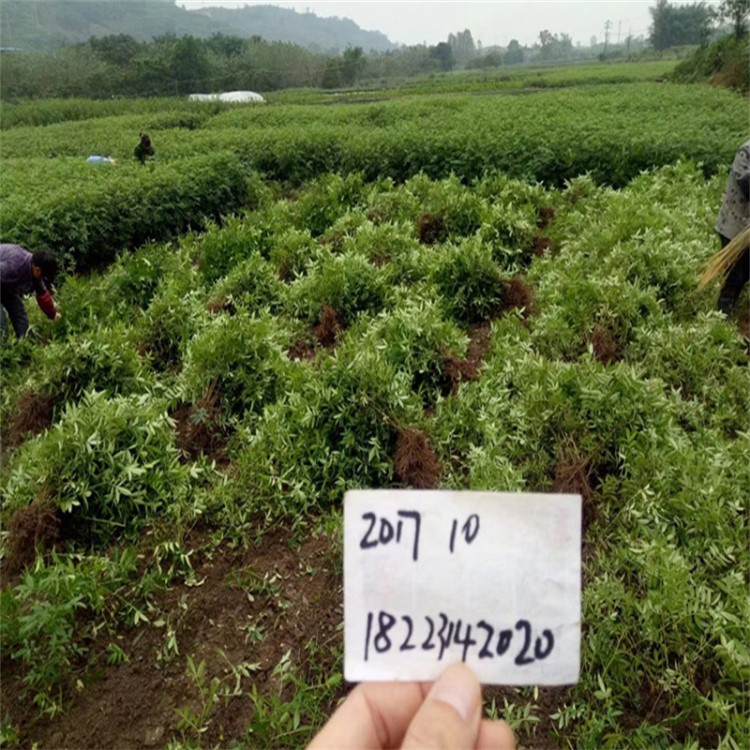 射洪花椒苗 四川花椒苗 貴州花椒苗 云南花椒苗 重慶花椒苗批發(fā)