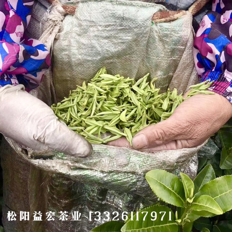 免費(fèi)拿樣2019新茶浙江綠茶松陽香茶龍井茶產(chǎn)地直銷散裝茶批發(fā)樣品