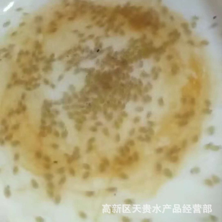 雜交黃顙魚水花大量出售 昂刺魚水產(chǎn)養(yǎng)殖種苗 眉山天貴水產(chǎn)品批發(fā)