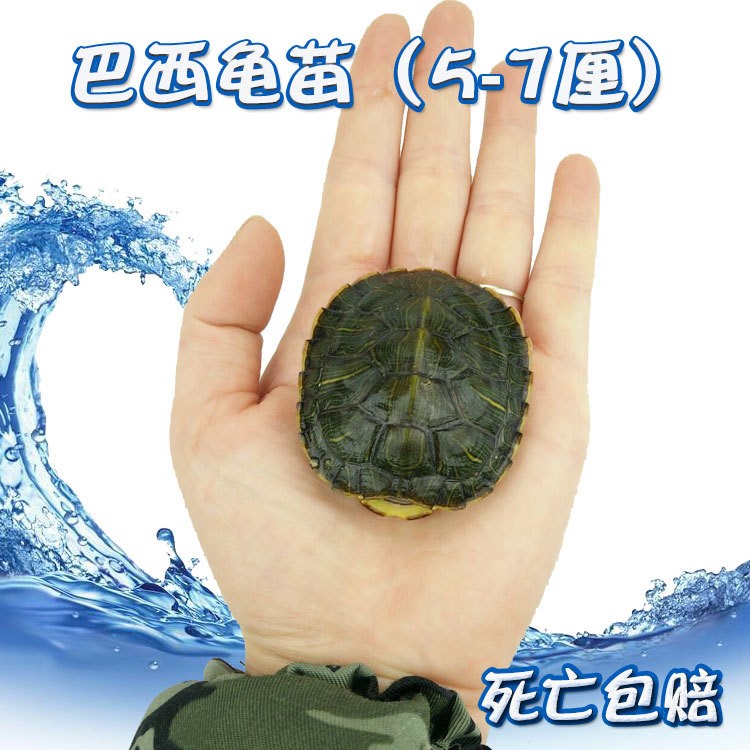 巴西龜苗大烏龜活體七彩小彩龜寵物觀賞金魚水族養(yǎng)殖場批發(fā)5-7厘