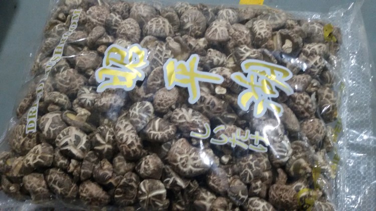 随州香菇出口 椴木白花香菇 自有香菇种植基地货源稳定