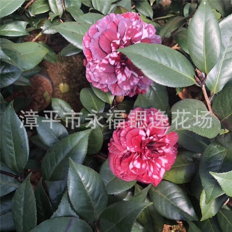 原生扦插貝拉茶花杯苗 紅葉貝拉茶花 紫葉貝拉3-4年三四十公分高