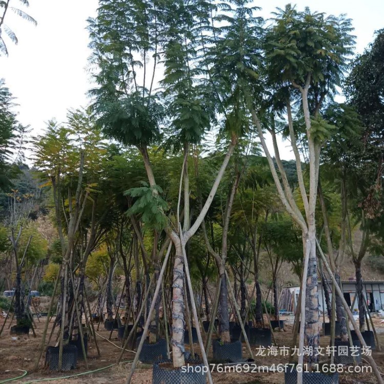 藍花楹 福建基地 直銷 報價 各種喬木 秋楓 鳳凰木 香樟木 桂花樹