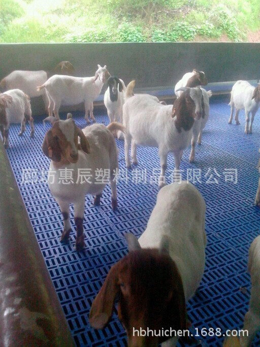 全舍飼高床漏縫地板養羊 羊場規劃設計施工及注意事項廊坊惠辰