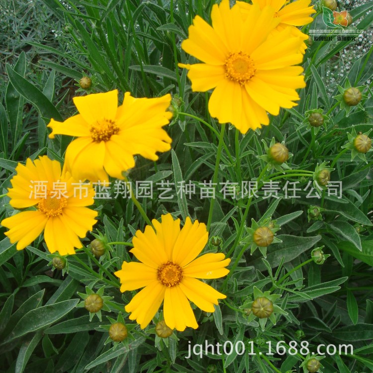 花卉種子 大花金雞菊 劍葉金雞菊 狹葉金雞菊 宿根金雞菊 種子批