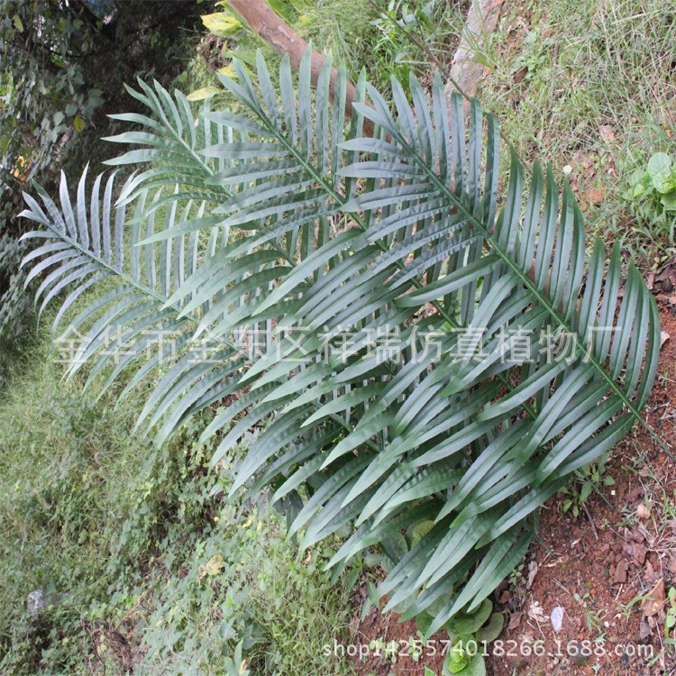 仿真椰果樹棕櫚葉科熱帶綠植物園工程博物館椰子葉假葵樹葉散尾葉