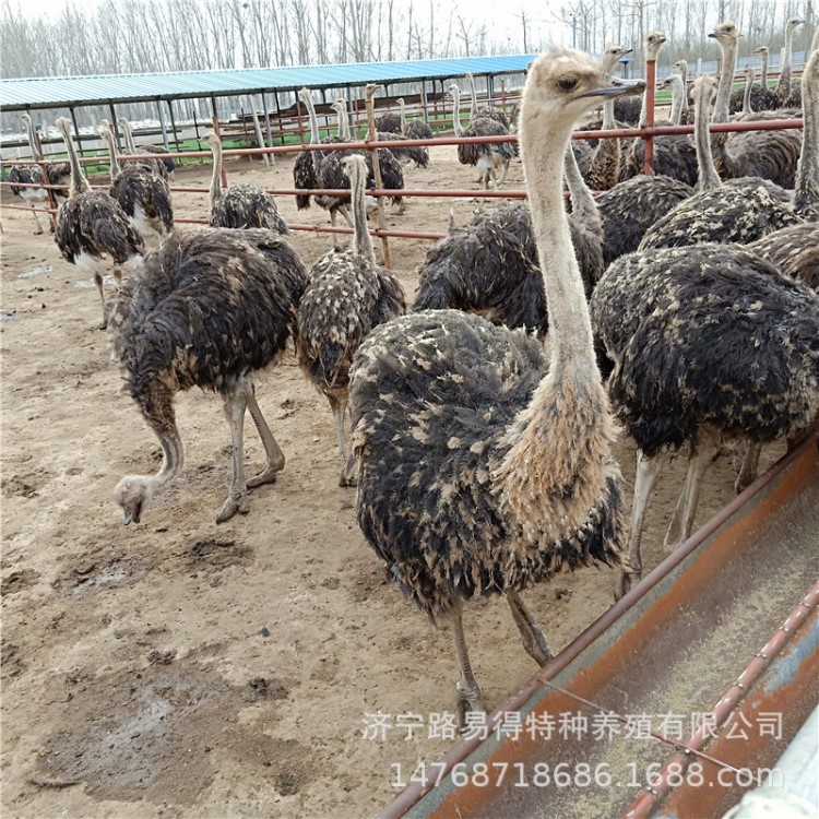 動(dòng)物園觀賞非洲鴕鳥(niǎo)澳洲鴯鹋 里有賣(mài)鴕鳥(niǎo)的 鴕鳥(niǎo)養(yǎng)殖出售價(jià)格