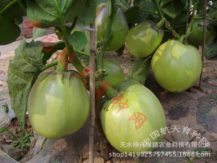 太空种子 家庭版礼品装 航天蔬菜新品种 航茄1号 绿色茄子