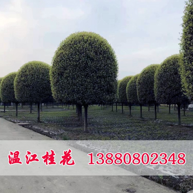 四川桂花基地直銷金溫江桂花精品桂花樹(shù)高桿桂花批發(fā)桂花基地處理