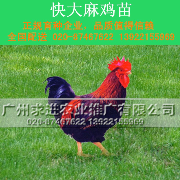 快大麻鸡苗，麻七/新陂/新北麻鸡,快大型肉鸡公苗品种热东北/西北