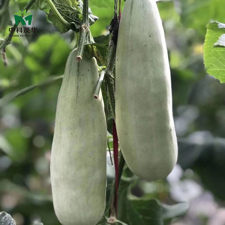 中科茂华批发蔬菜种子茂华香酥羊角脆种子灰白色羊角蜜香瓜种籽