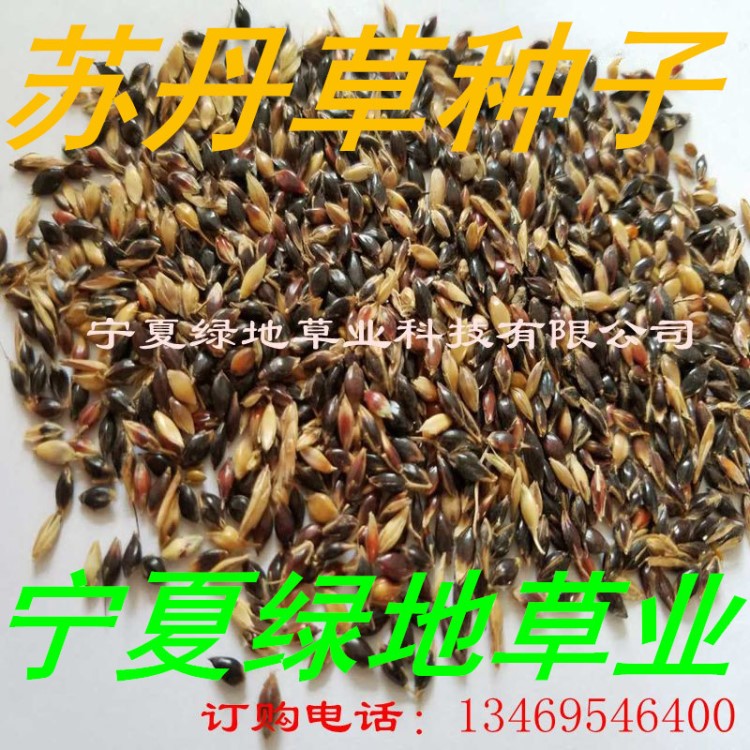 蘇丹草 牧草種子 蘇丹草種子 經(jīng)濟(jì)作物種子 畜禽飼料批發(fā)量大從優(yōu)