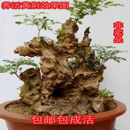 一件包邮黄荆原生老桩下山黄荆树桩根室内盆栽盆景花卉绿植地栽紫