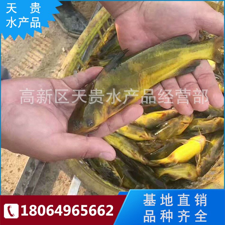 批發(fā) 黃顙魚水花 黃沙古魚苗 黃辣丁魚苗刺 苗昂刺魚苗