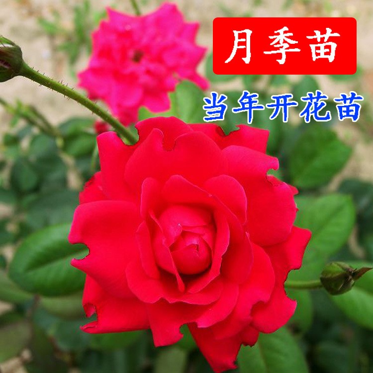 月季花苗庭院盆栽 陽臺花卉玫瑰薔薇苗 紅色系辦公室內(nèi)居家裝飾