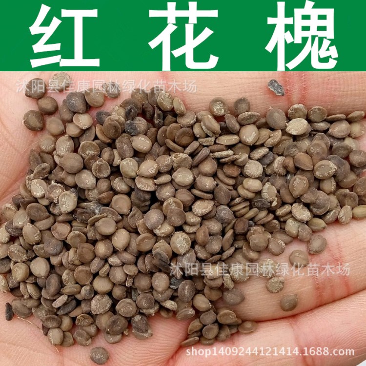 林木種子紅花槐種子毛刺槐種子江南槐毛洋槐種子紅花刺槐實景拍攝
