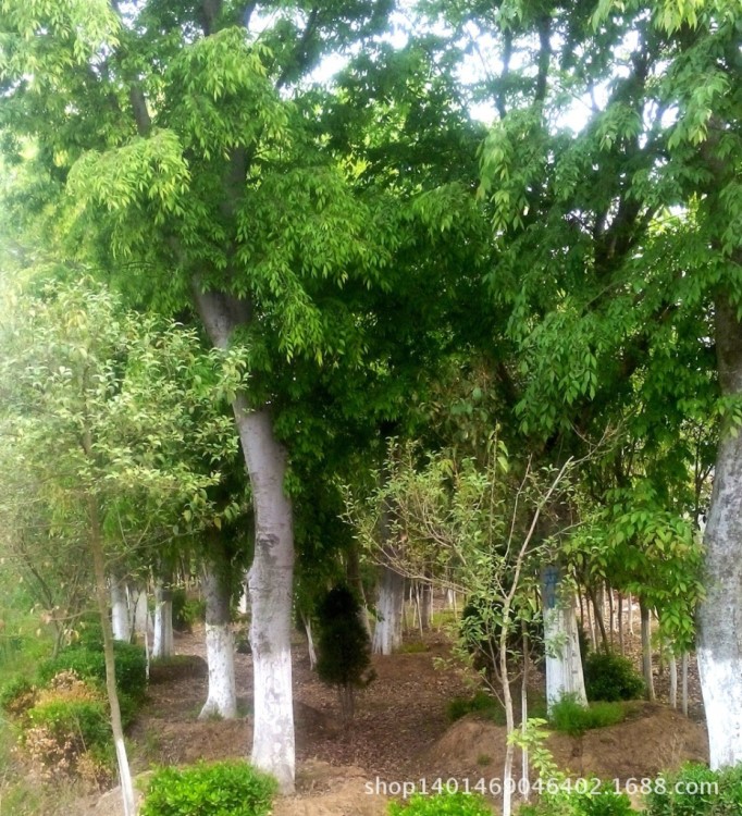 大量供應 櫸樹 樸樹也稱大葉櫸 血櫸 雞油樹等 是榆科櫸屬植物