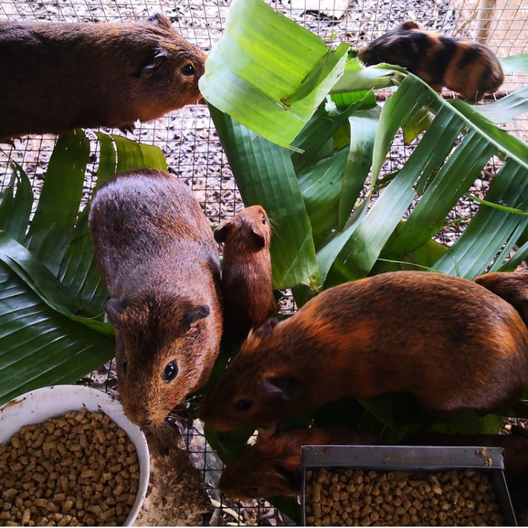 黑豚商品豚豚狸豚鼠荷兰猪天竺猪中华黑豚合作养殖长期供应包回收