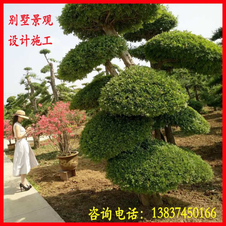 私家別墅花園設(shè)計 別墅庭院景觀設(shè)計 綠化施工跟養(yǎng)護(hù) 免設(shè)計費(fèi)