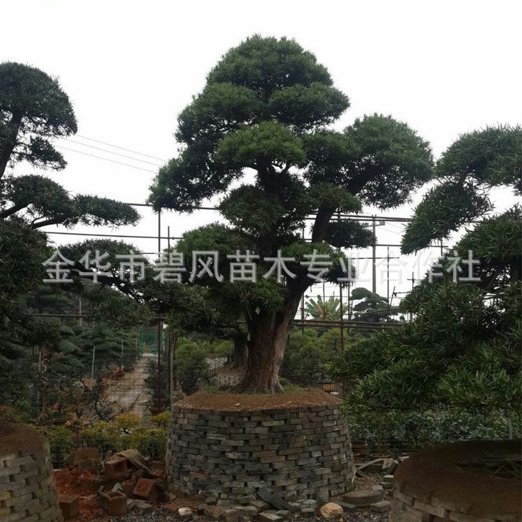 供应绿化苗木园林工程绿化树 大型景观造型罗汉松 造型罗汉松