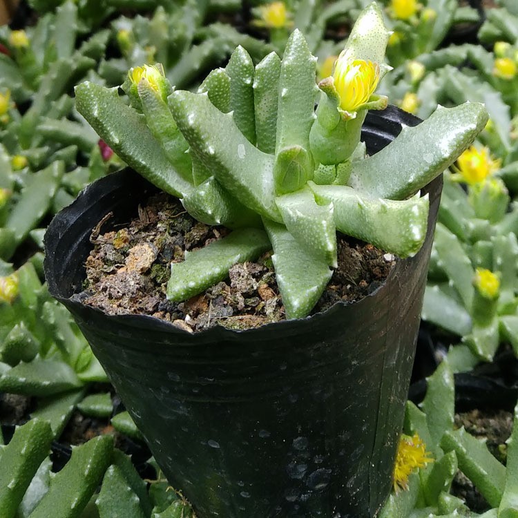 漳州多肉植物批發(fā) 約4-6cm 芳香波 裸根  綠植盆栽園藝盆景