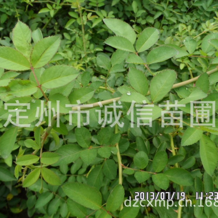 蔷薇  河北藤本植物   蔷薇月季