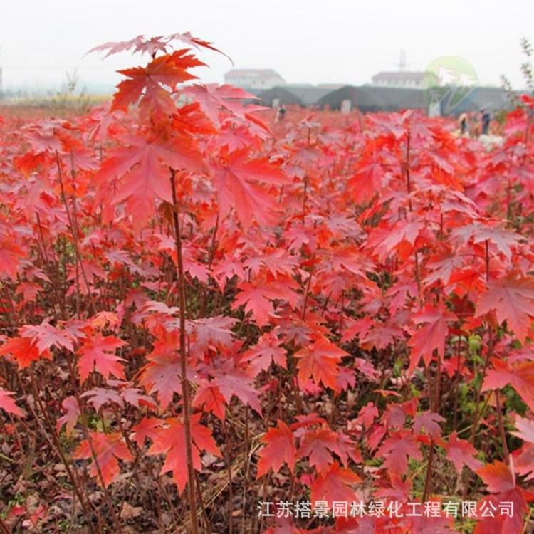 批發(fā)美國紅楓 紅點秋火焰紅冠紅楓樹苗 三季紅日本楓樹苗風景樹苗