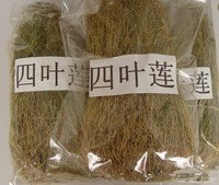 四葉蓮 田字草 四葉草  十字草 破銅錢 水銅錢